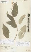 Alexander von Humboldt Solanum citrifolium oil painting